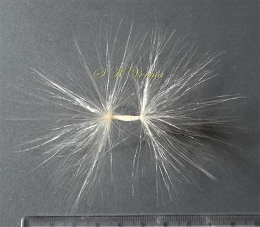 Seed